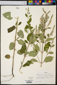 Scutellaria incana var. australis image