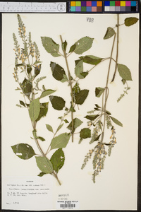 Scutellaria incana image