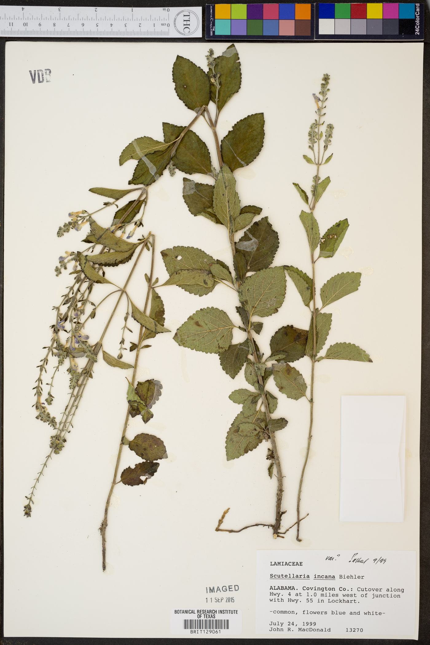 Scutellaria incana var. australis image