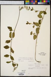 Scutellaria incana var. australis image