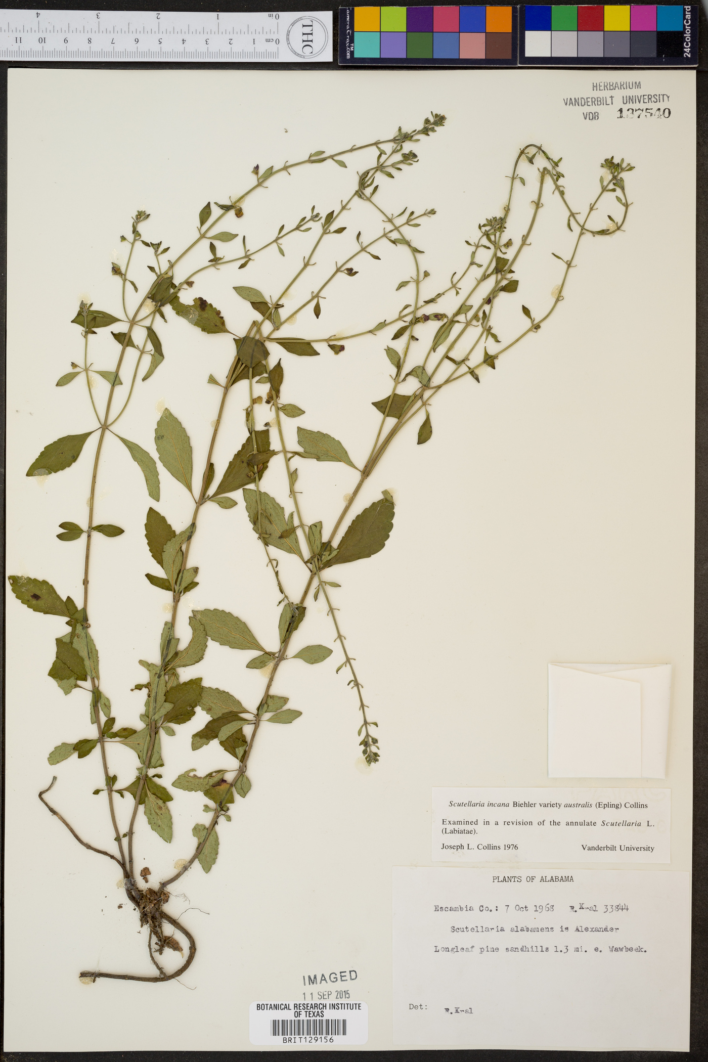 Scutellaria incana var. australis image