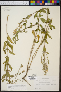 Scutellaria incana var. australis image