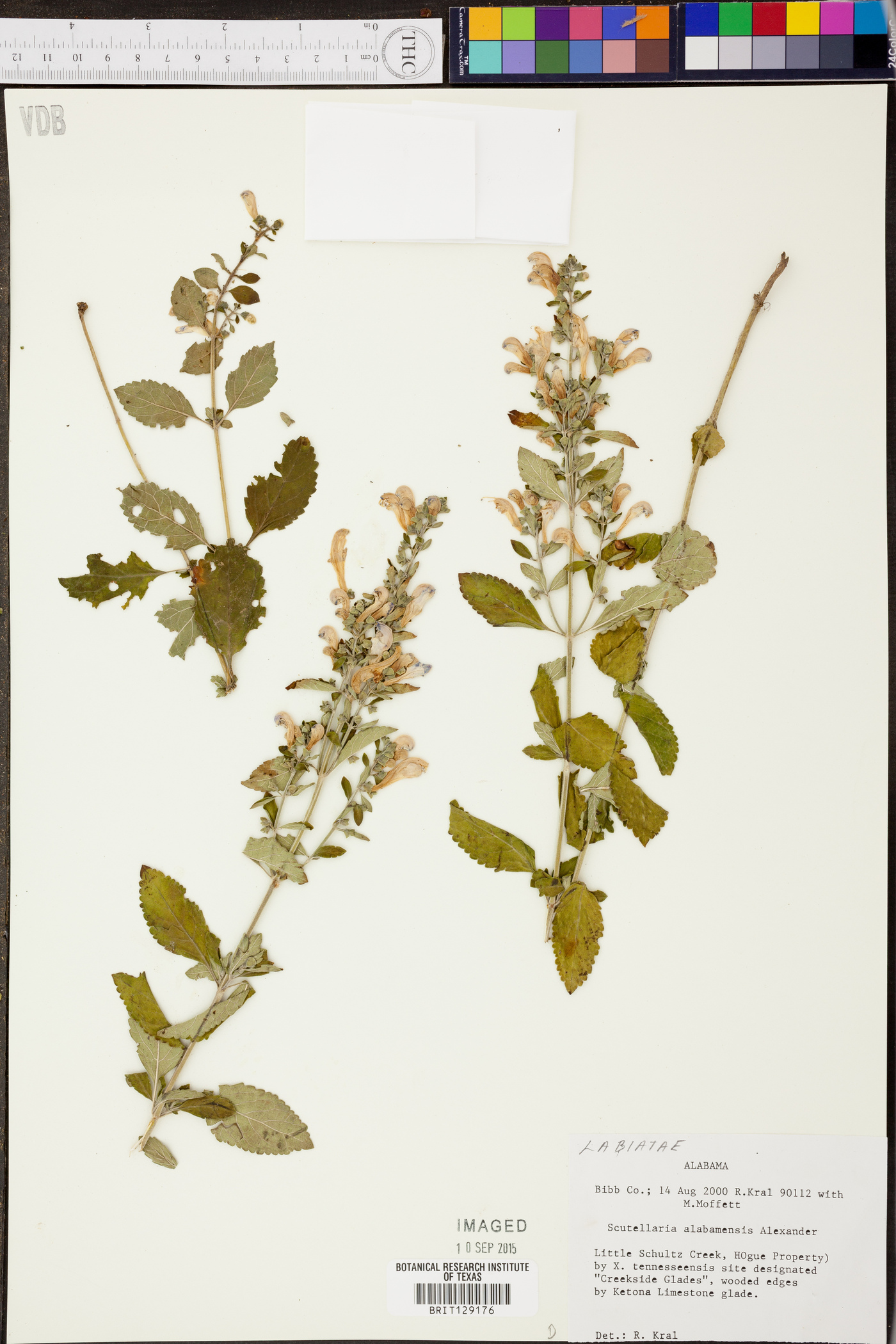 Scutellaria alabamensis image