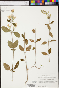 Scutellaria alabamensis image