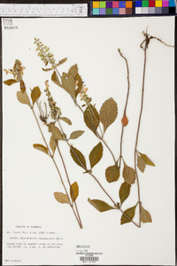 Scutellaria alabamensis image