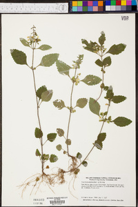 Scutellaria elliptica image