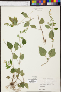 Scutellaria elliptica image