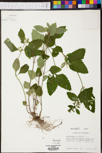 Scutellaria elliptica image