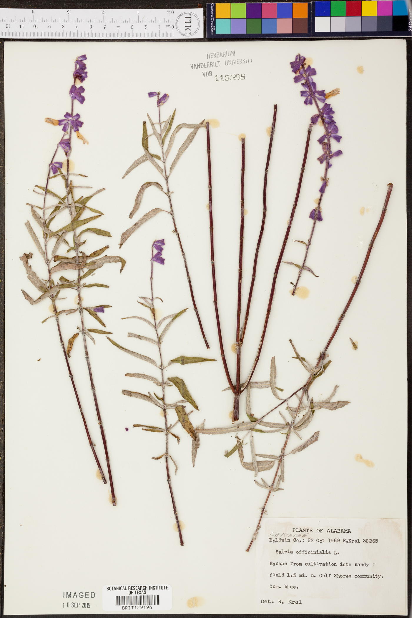 Salvia officinalis image