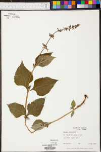 Salvia urticifolia image