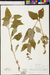 Salvia urticifolia image