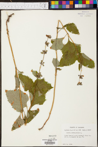 Salvia urticifolia image