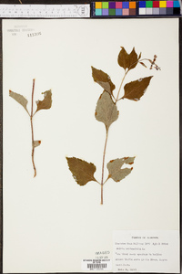 Salvia urticifolia image