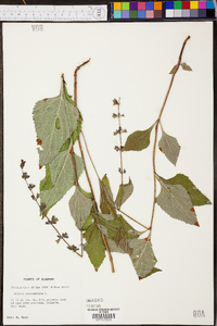 Salvia urticifolia image