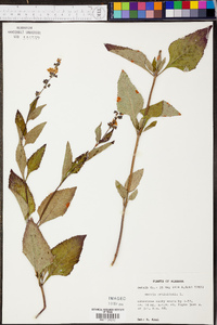 Salvia urticifolia image