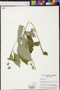 Salvia urticifolia image