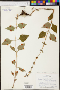 Salvia urticifolia image