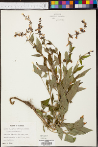 Salvia urticifolia image