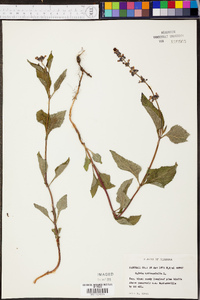 Salvia urticifolia image