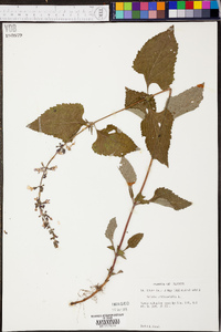 Salvia urticifolia image