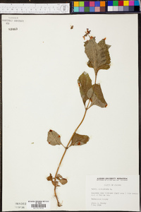 Salvia urticifolia image