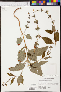 Salvia urticifolia image