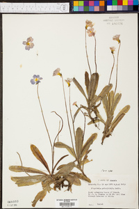 Pinguicula primuliflora image