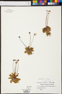 Pinguicula pumila image