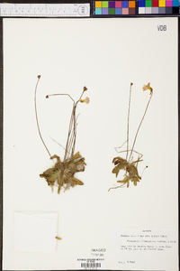 Pinguicula primuliflora image