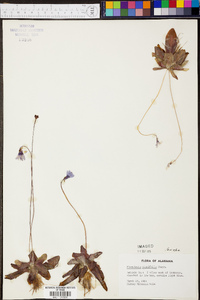 Pinguicula planifolia image