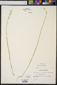 Linum sulcatum image