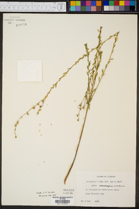 Linum macrocarpum image