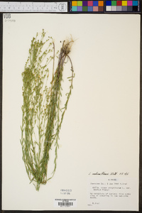 Linum virginianum image