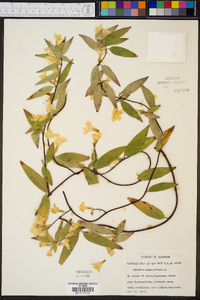 Gelsemium sempervirens image