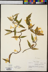 Gelsemium sempervirens image