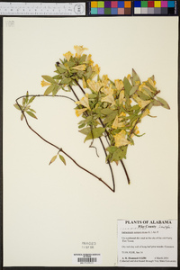 Gelsemium sempervirens image