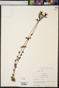 Mitreola sessilifolia image