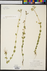 Mitreola sessilifolia image