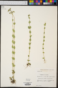 Mitreola sessilifolia image