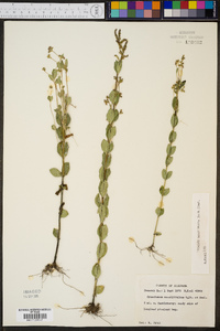 Mitreola sessilifolia image