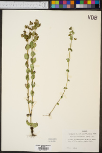 Mitreola sessilifolia image