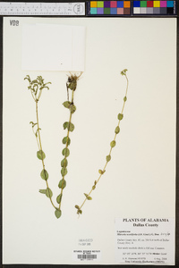 Mitreola sessilifolia image