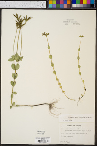 Mitreola sessilifolia image