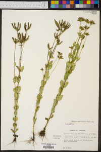 Mitreola sessilifolia image