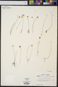 Utricularia gibba image