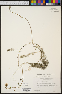 Utricularia floridana image