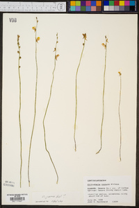 Utricularia cornuta image