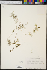 Utricularia radiata image