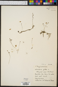 Utricularia gibba image