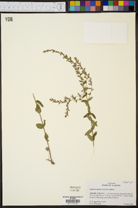 Lythrum alatum var. alatum image